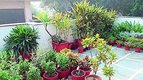 Sushila Agrofert's Cocopeat Cocopit Block 650 Grams for Garden- Expands to 4 Kg Powder
