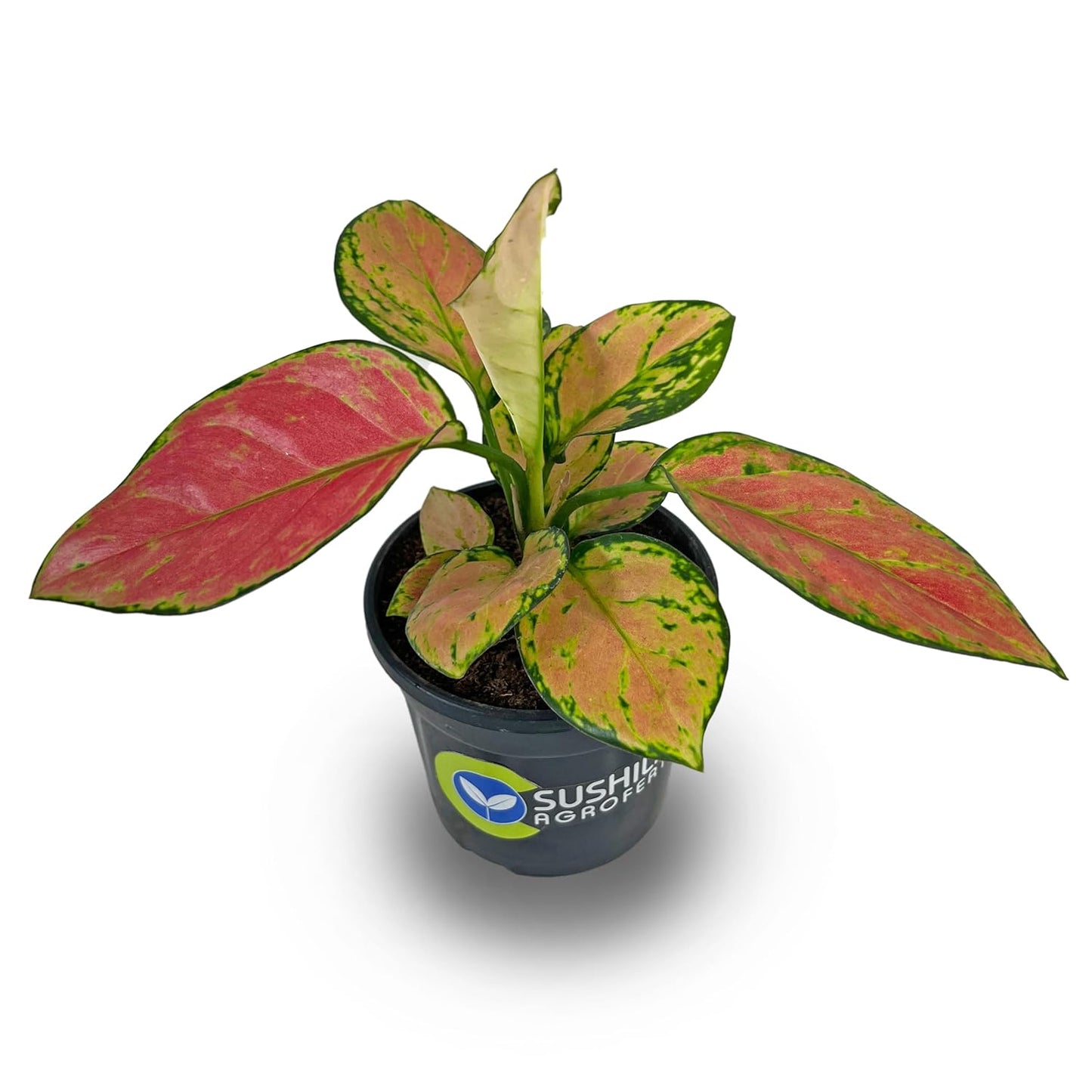 Aglaonema Pink Valentine Plant With Pot
