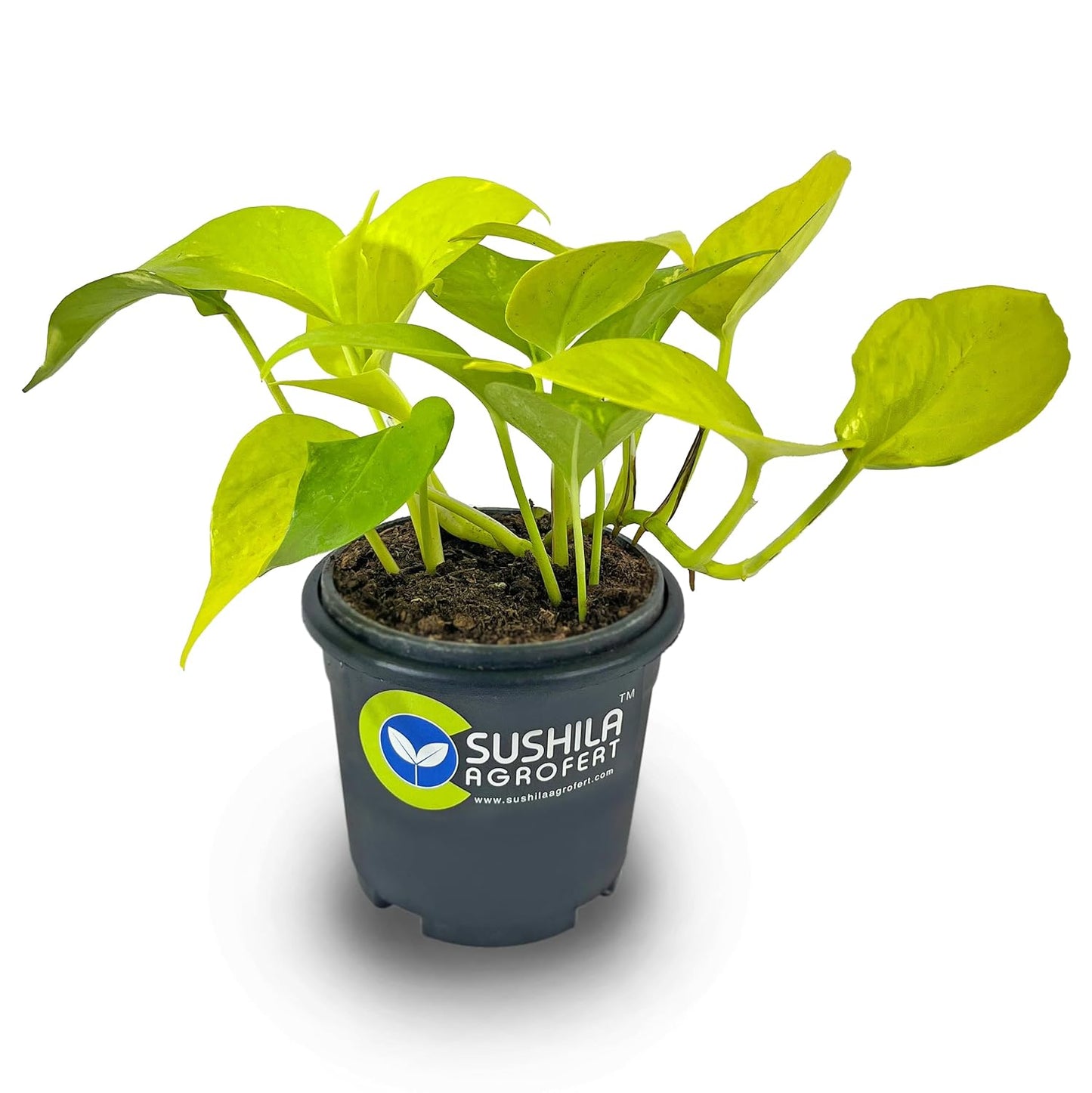 Golden Money Plant With Pot