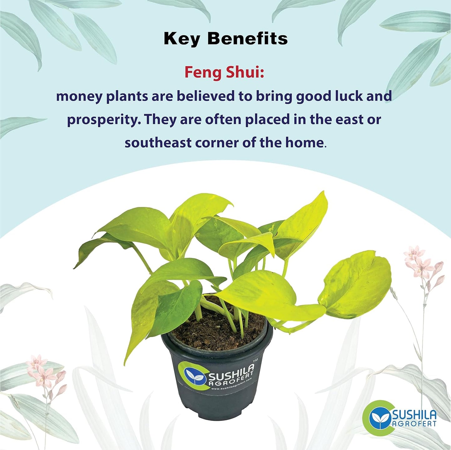 Golden Money Plant With Pot