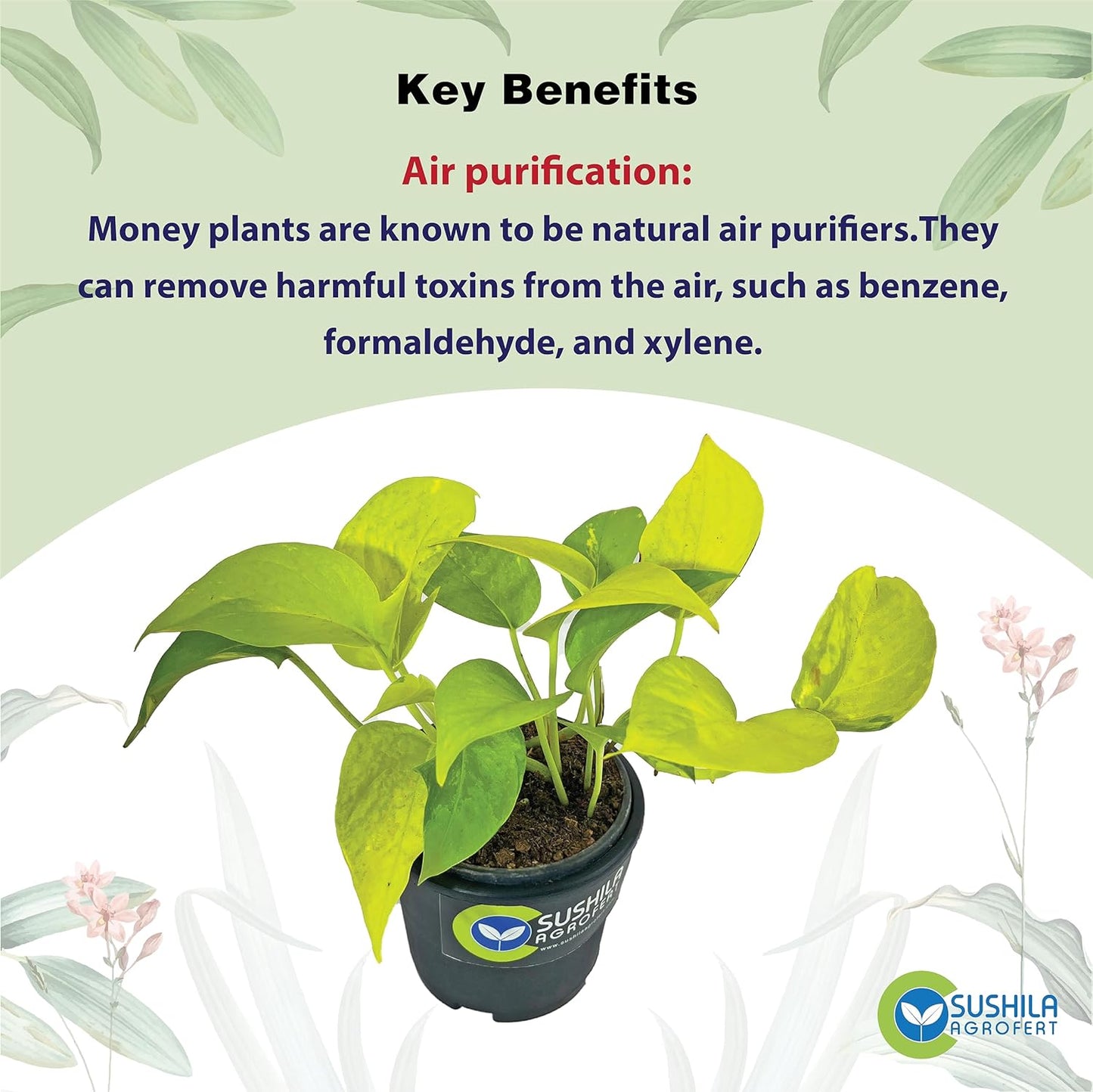 Golden Money Plant With Pot