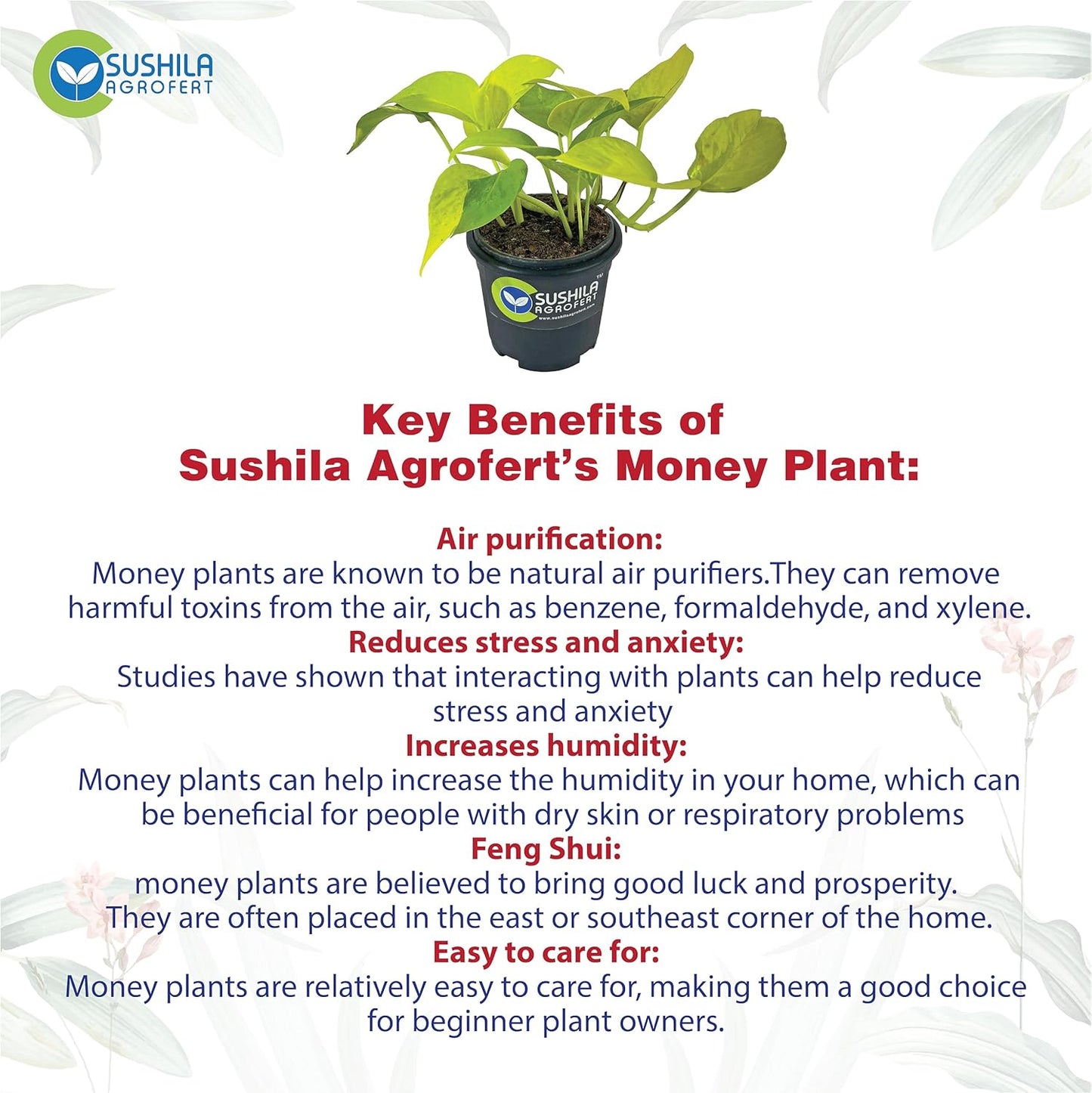 Golden Money Plant With Pot