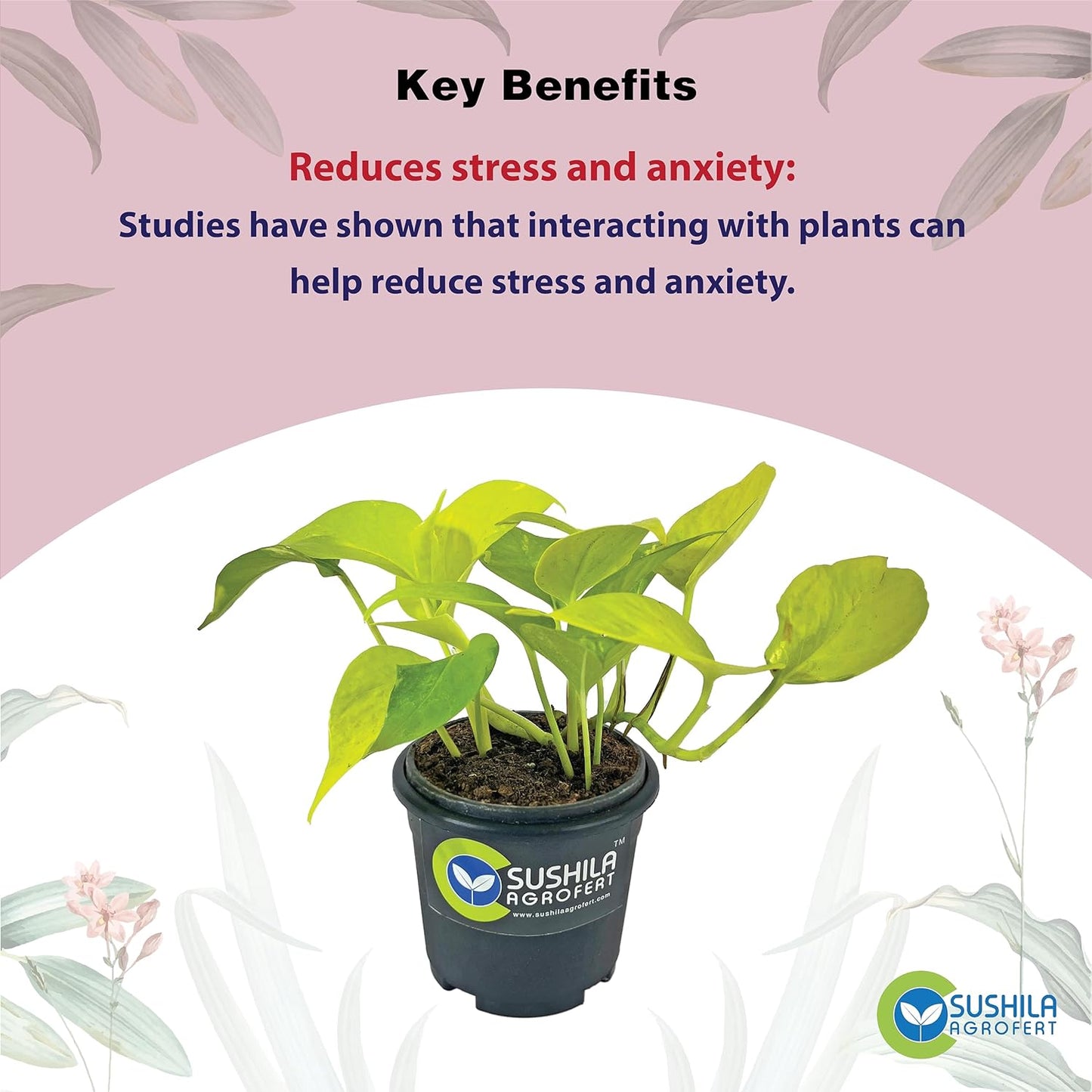 Golden Money Plant With Pot