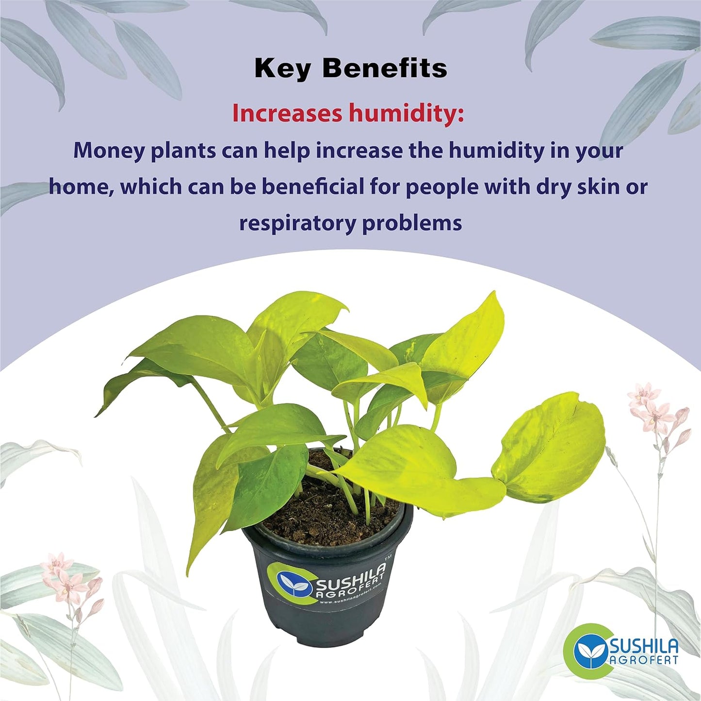 Golden Money Plant With Pot