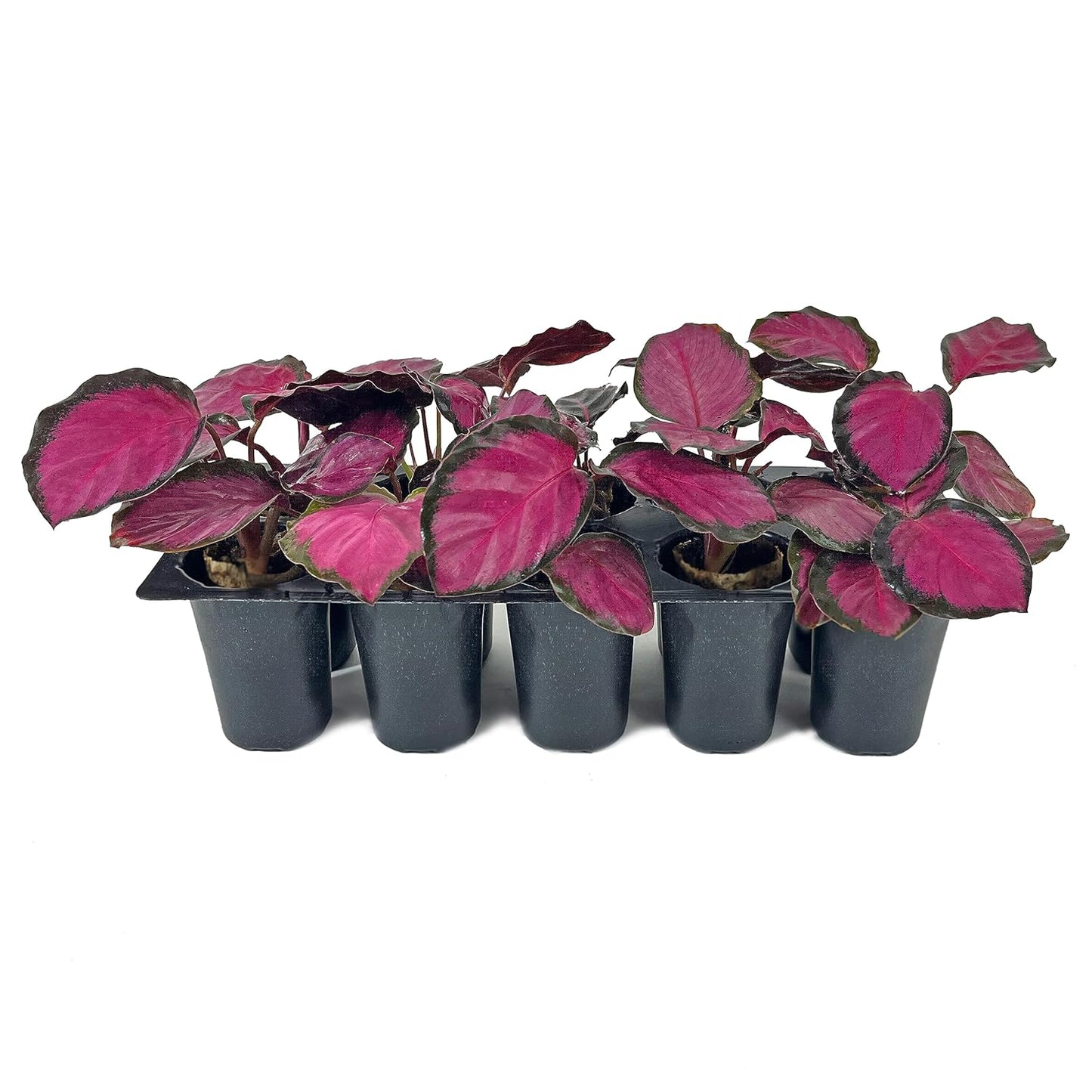 Seed Germination Trays: 10 Cavity Big Size