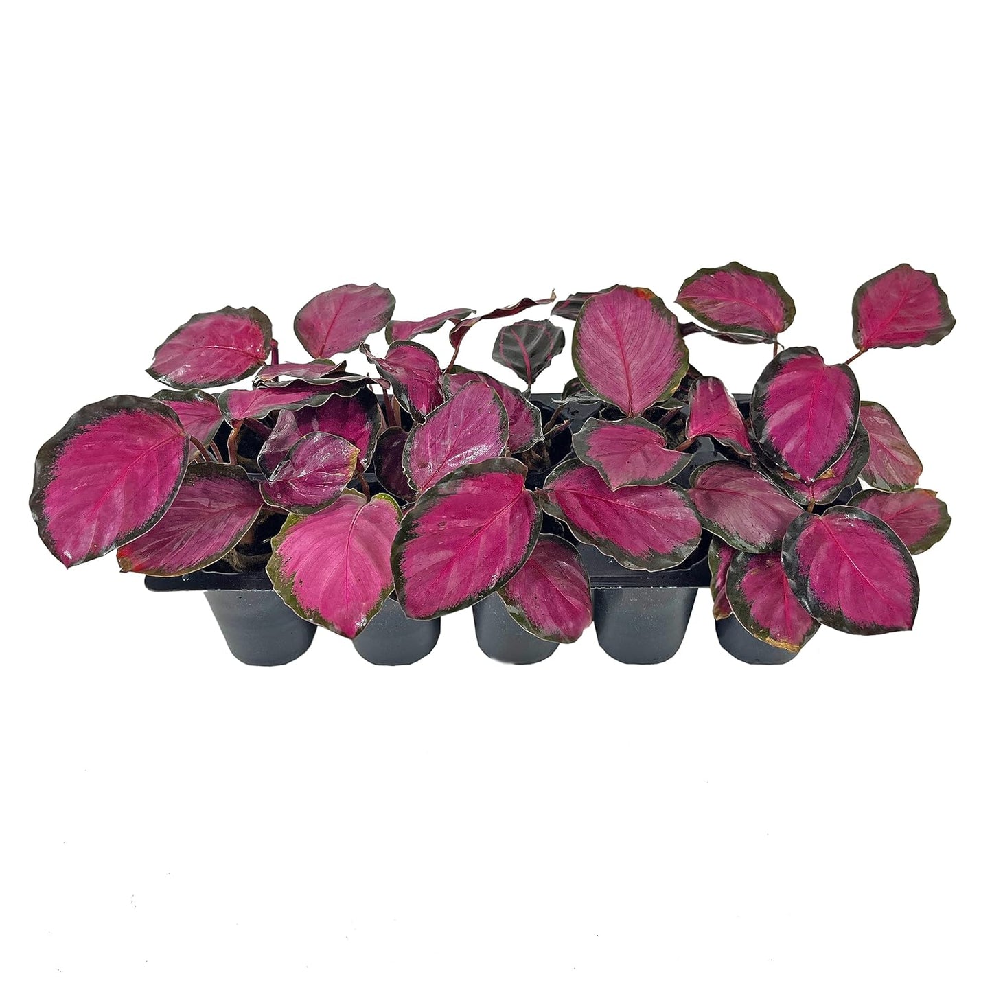 Seed Germination Trays: 10 Cavity Big Size