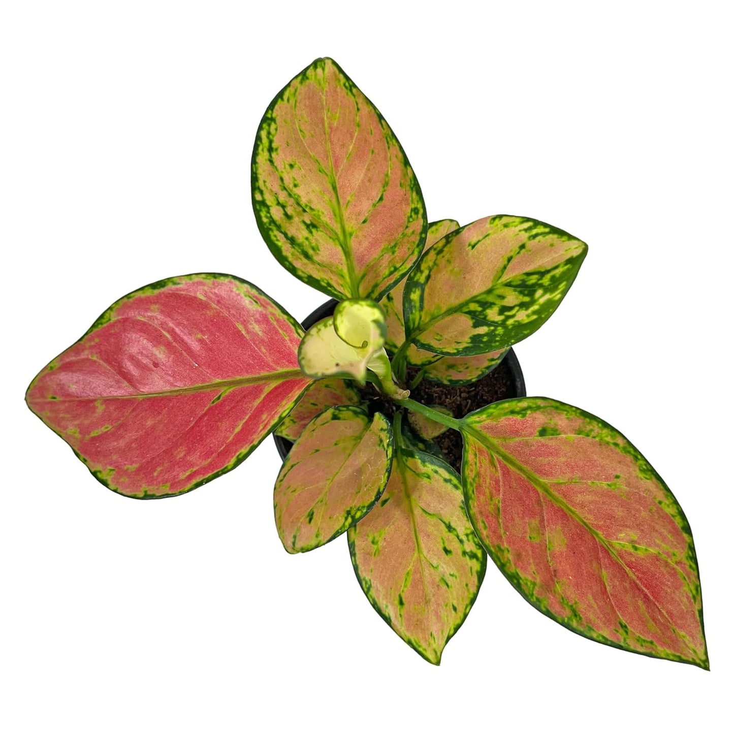 Aglaonema Pink Valentine Plant With Pot