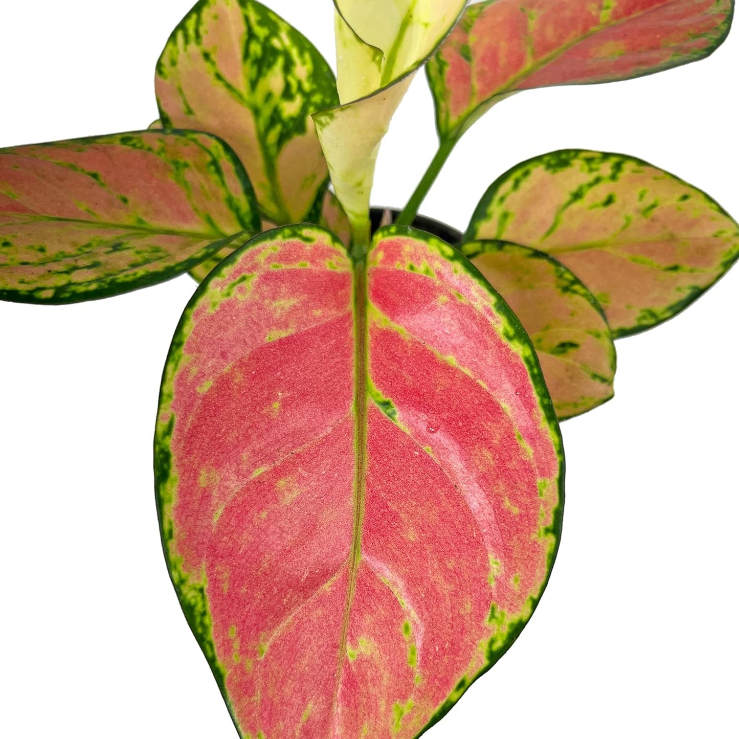 Aglaonema Pink Valentine Plant With Pot
