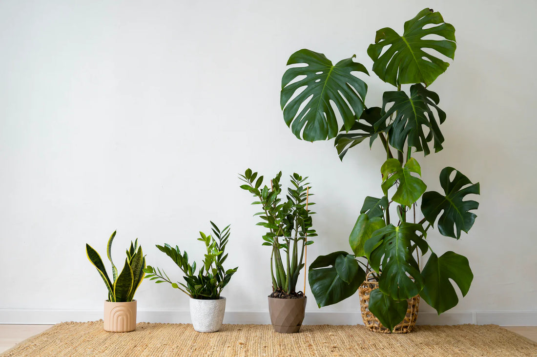 Choosing the Right Plants for Your Desk