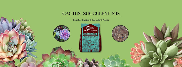 Succulent-Cactus Potting Mix