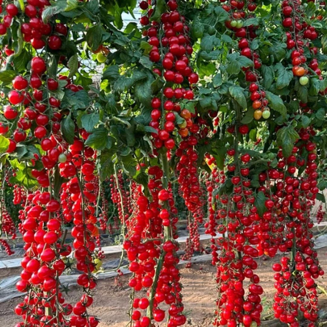 Waterfall Tomato Seeds