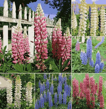 Lupine Blossoms - Seeds