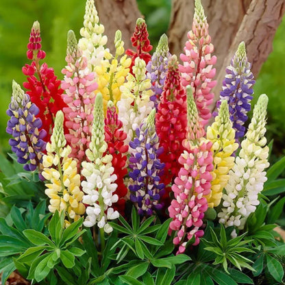 Lupine Blossoms - Seeds