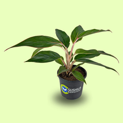 Aglaonema Black Lipstick Plant With Pot