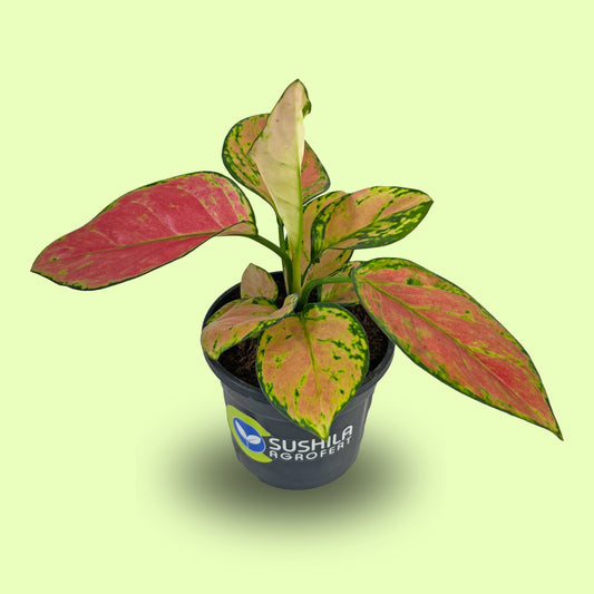 Aglaonema Pink Valentine Plant With Pot