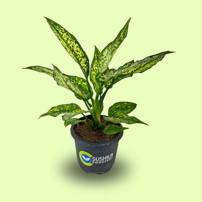 Aglaonema Snow White Plant With Pot