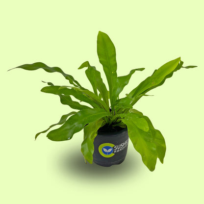 Bird's Nest Fern Plant With Pot