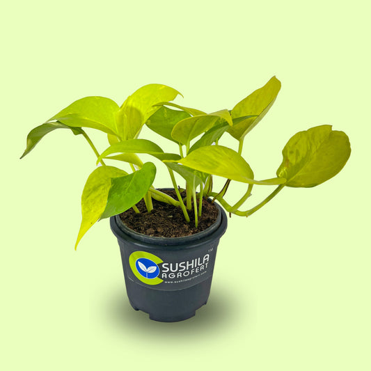 Golden Money Plant With Pot