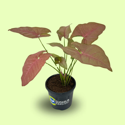 Syngonium Pink Plant With Pot