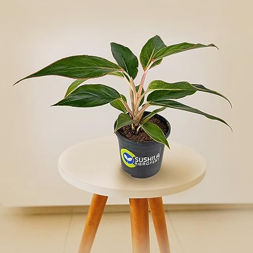 Aglaonema Black Lipstick Plant With Pot