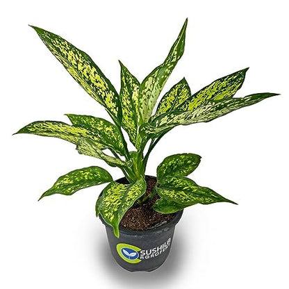 Aglaonema Snow White Plant With Pot