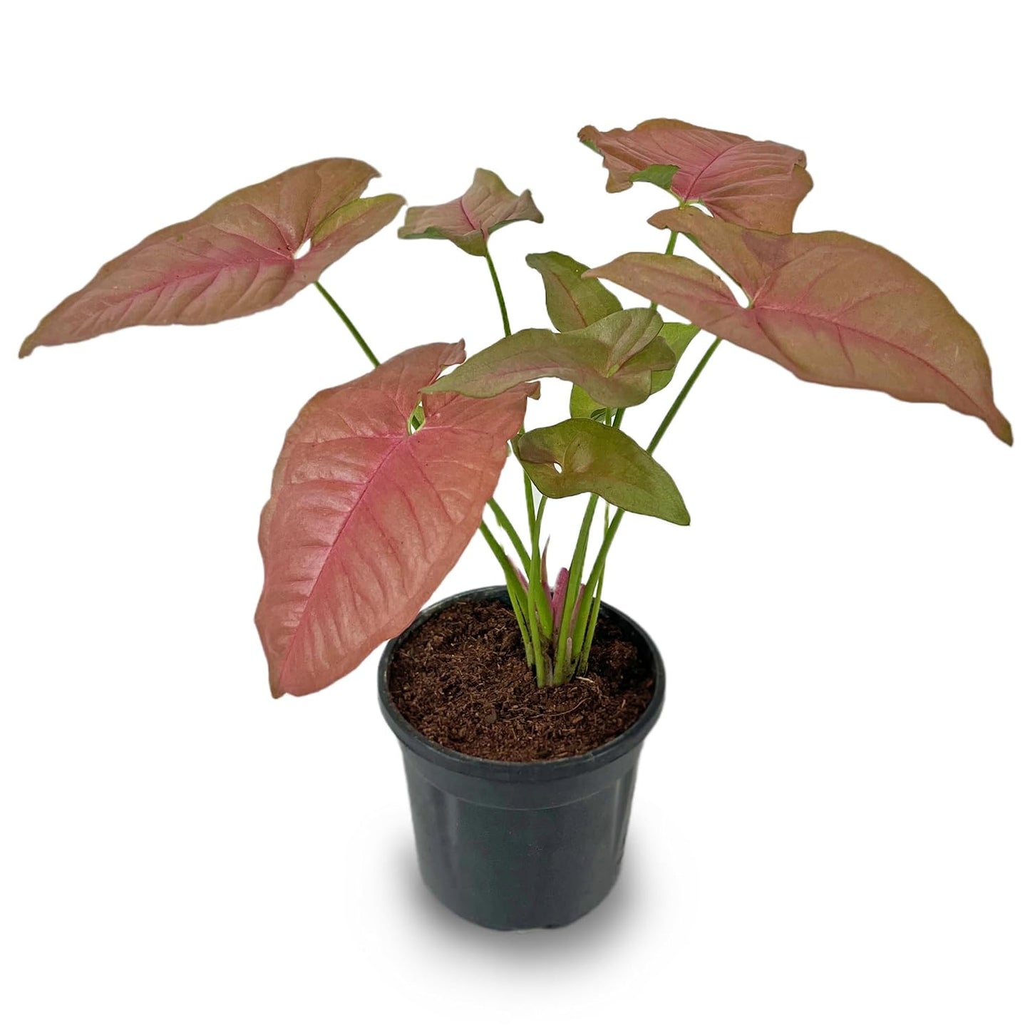 Syngonium Pink Plant With Pot