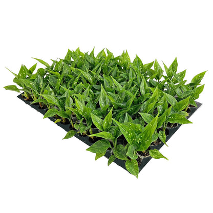 Seed Germination Trays: 126 Cavity