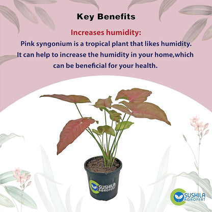 Syngonium Pink Plant With Pot