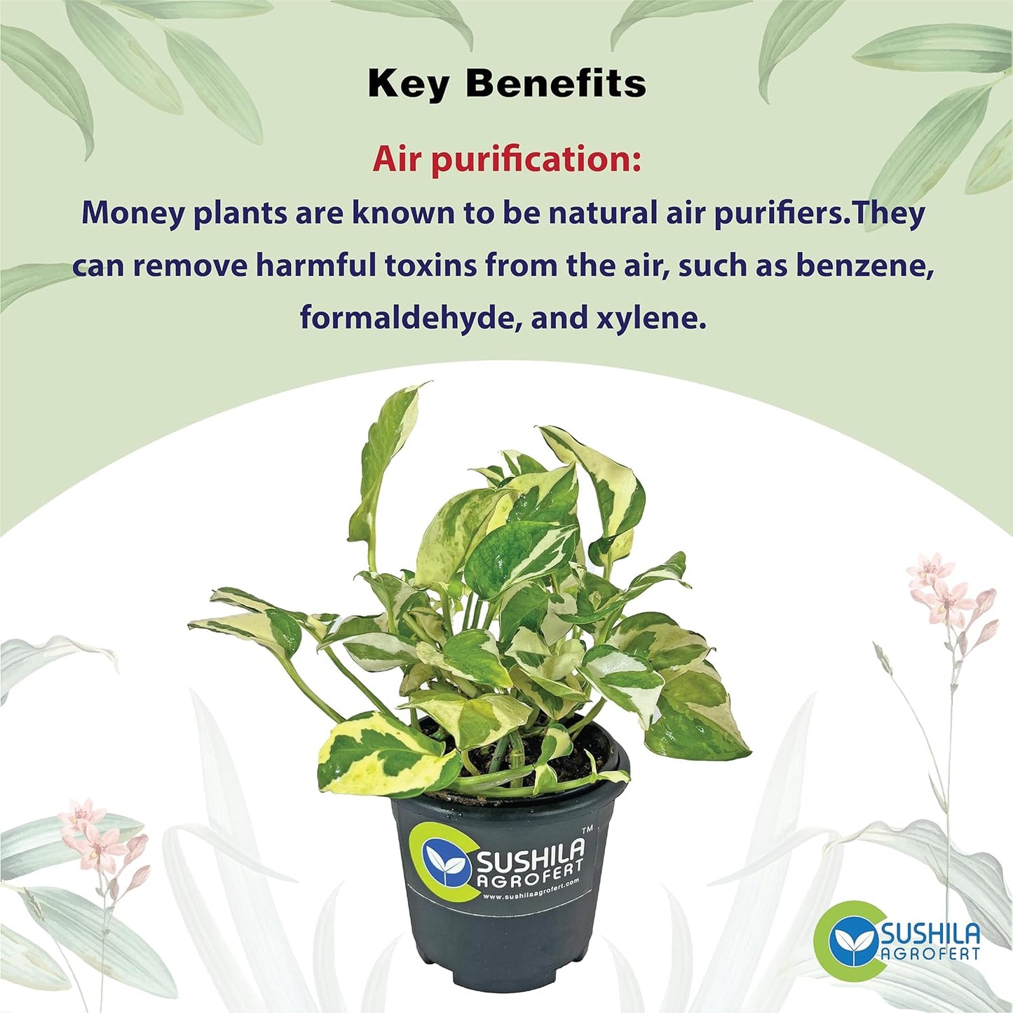 Money Plant N joy With Pot