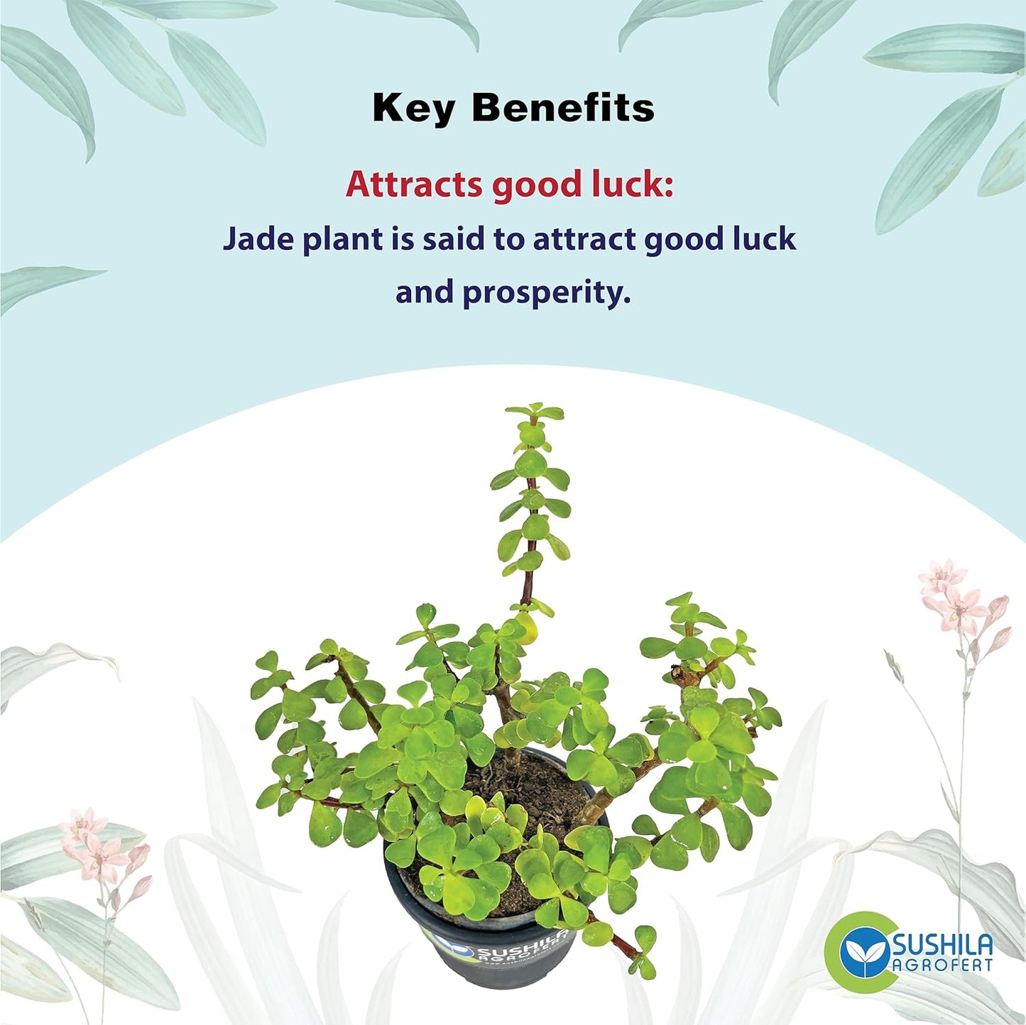 Good Luck or Jade Plant with Pot