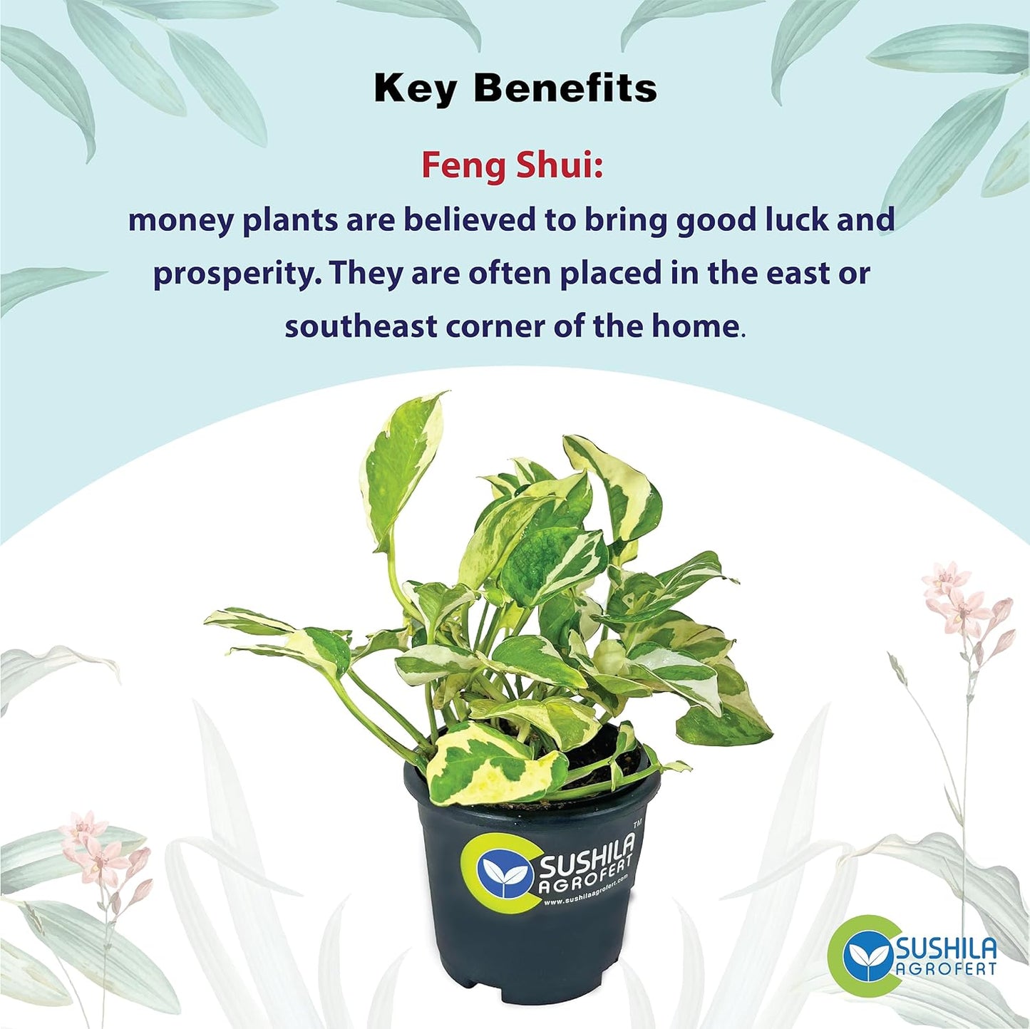 Money Plant N joy With Pot