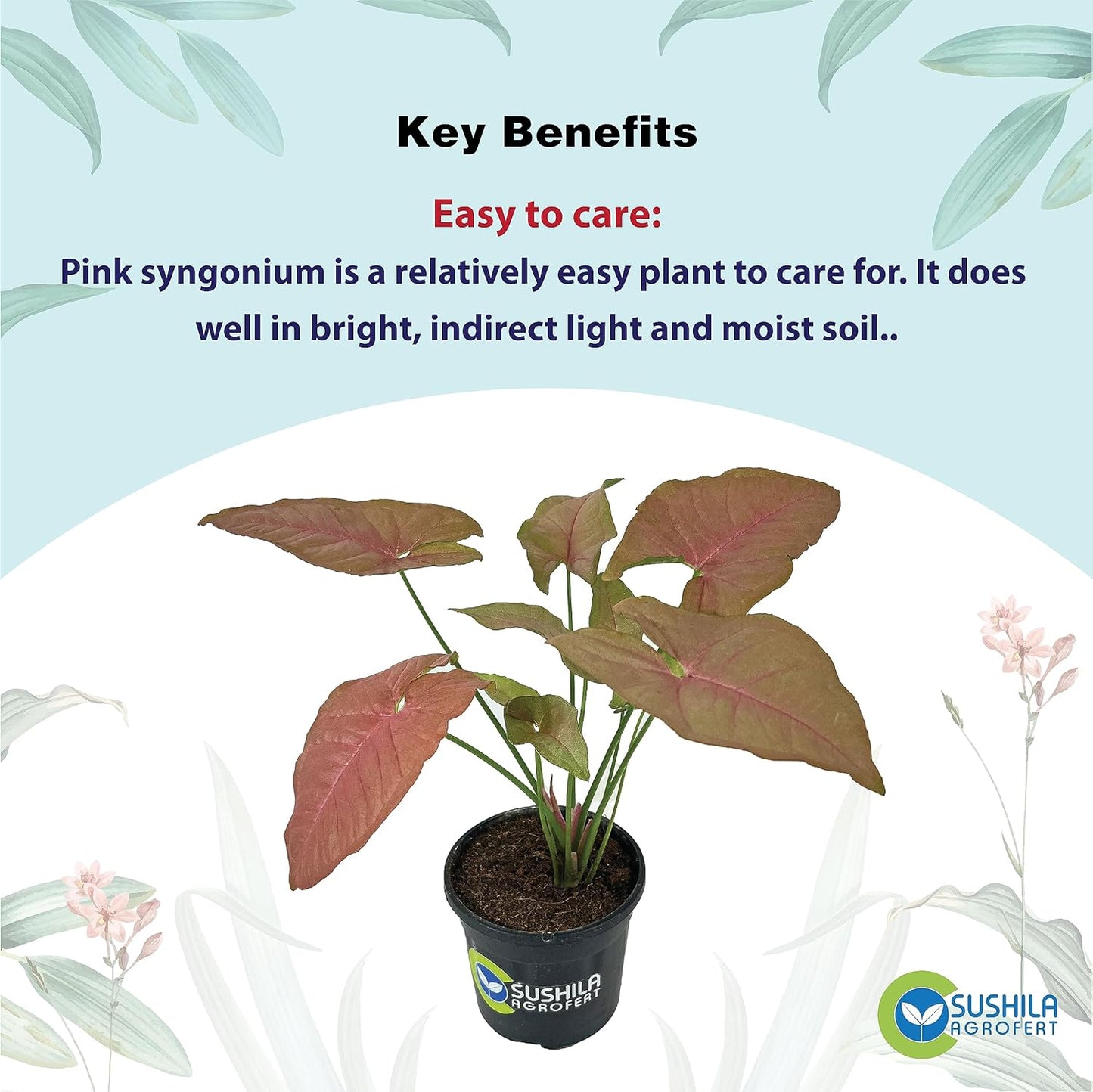 Syngonium Pink Plant With Pot